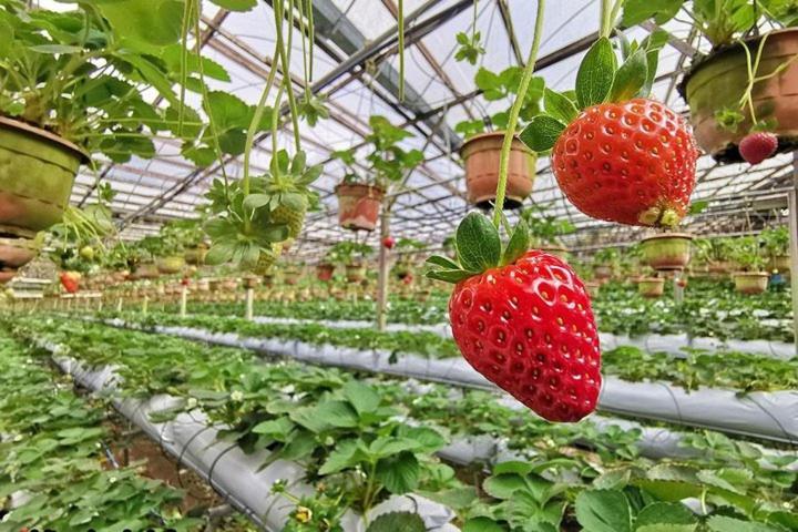 Cameron Kea Farm Hotel Бринчанг Екстер'єр фото